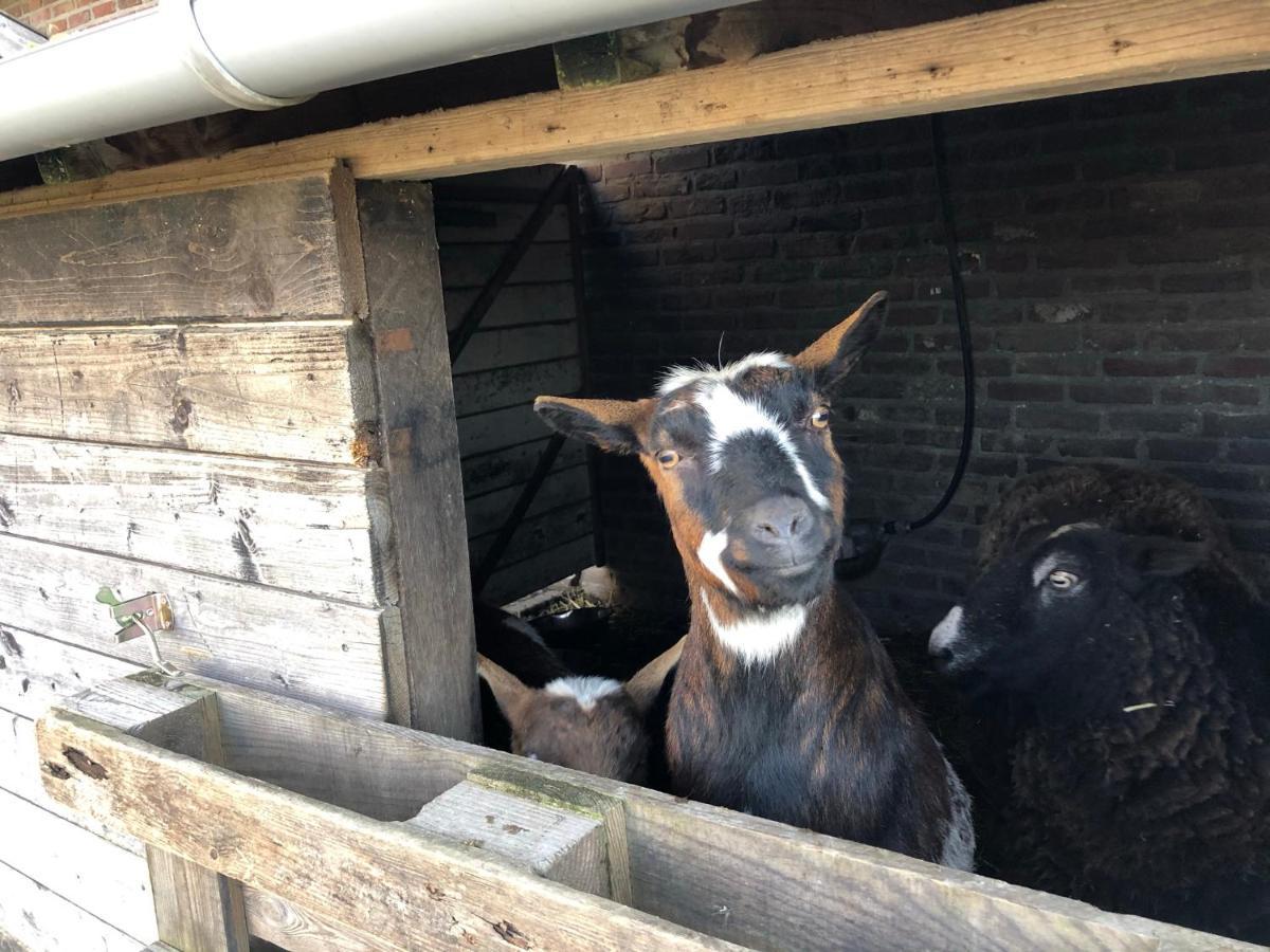 Hoeve De Binnenplaets Schimmert Eksteriør billede